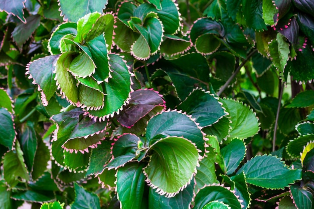 Close-up of beautifully twisted green leaves. Plant Texture. Natural background and wallpaper.