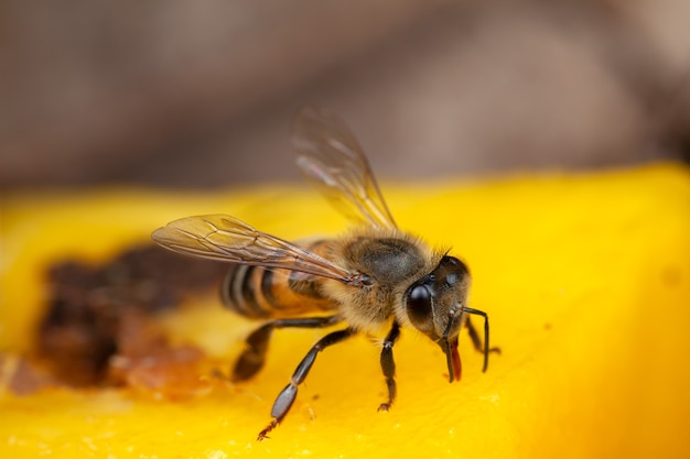 close up bee extracting pollen from flower