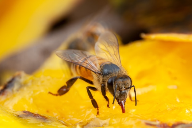 close up bee extracting pollen from flower