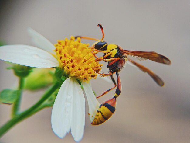 Photo close-up of bee on flower