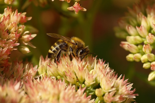 Close-up of bee on flower