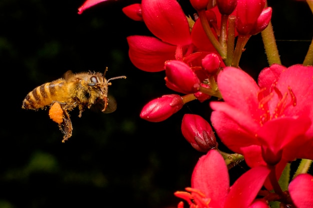 Close-up of bee on flowers