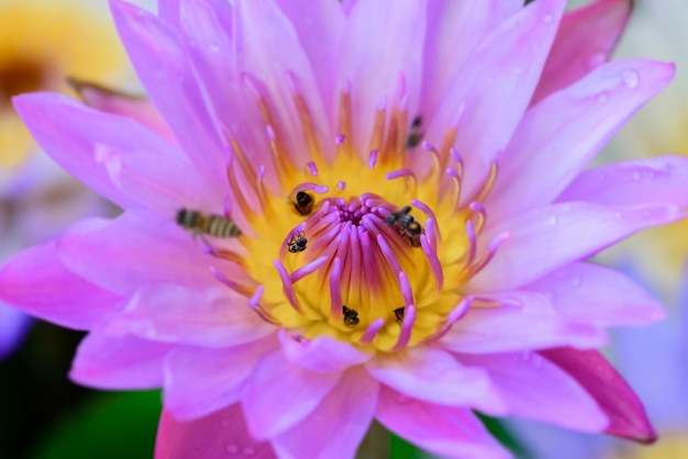 Close-up bee in lotus flower