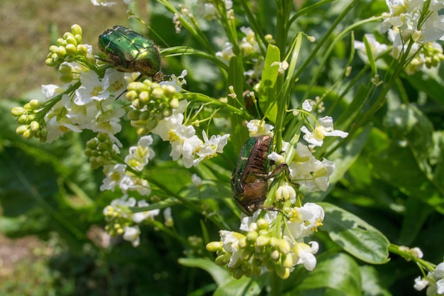 Photo close-up of bee pollinating on flower