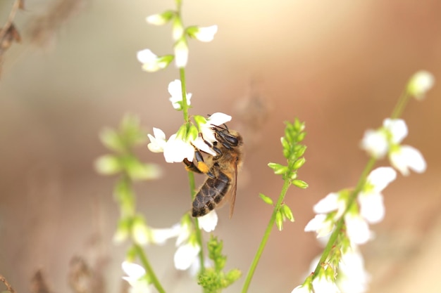 Close-up of bee pollinating flower