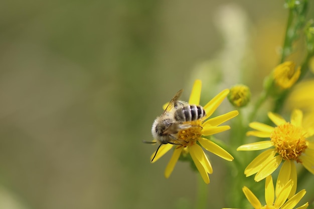 Photo close-up of bee pollinating on flower