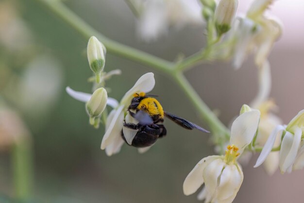 Photo close-up of bee pollinating on flower