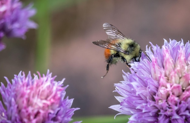 Close-up of bee pollinating on purple flower