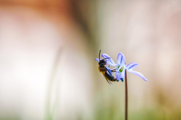 Photo close-up of bee pollinating on purple flower