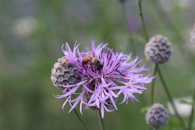 Close-up of bee pollinating on purple flower