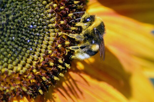 Photo close-up of bee pollinating on sunflower