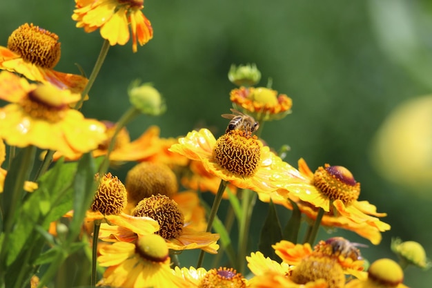 Close-up of bee pollinating on yellow flower