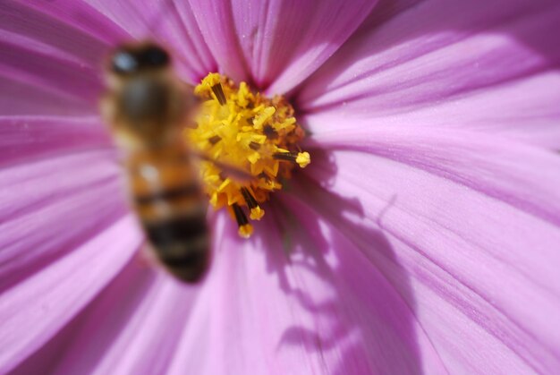 Photo close-up of bee on purple flower