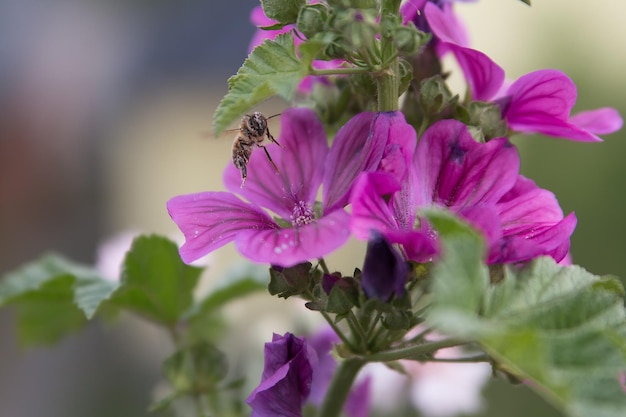 Photo close-up of bee on purple flowers