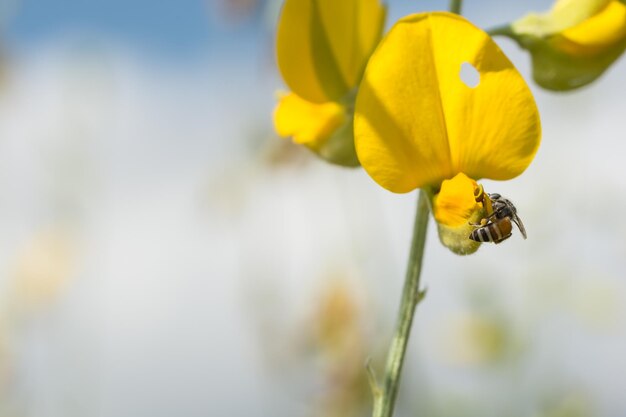 Close-up of bee on yellow flower