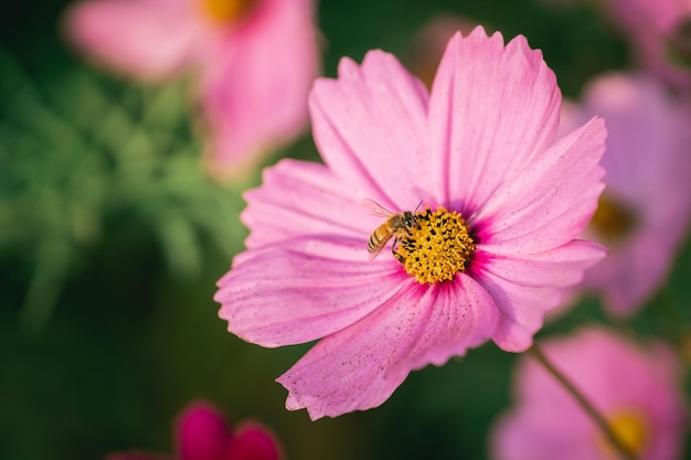 Close up bees eating pollen on cosmos flowers blooming in garden Colorful cosmos flowers in spring morning Cosmos flowers at the farm sunrise morning Wallpaper copy space Animals life concept