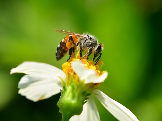 Close up  bees on  flower