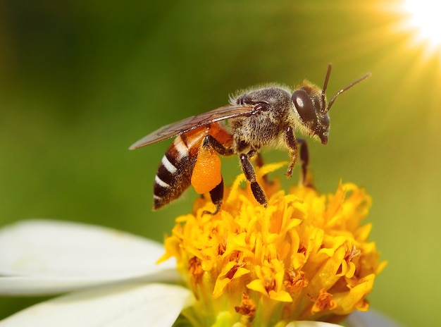 Close up  bees on  flower