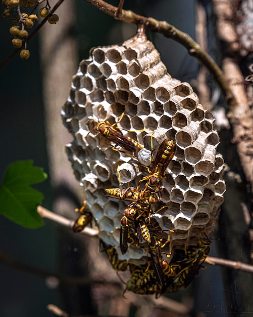 Photo close-up of bees on hive