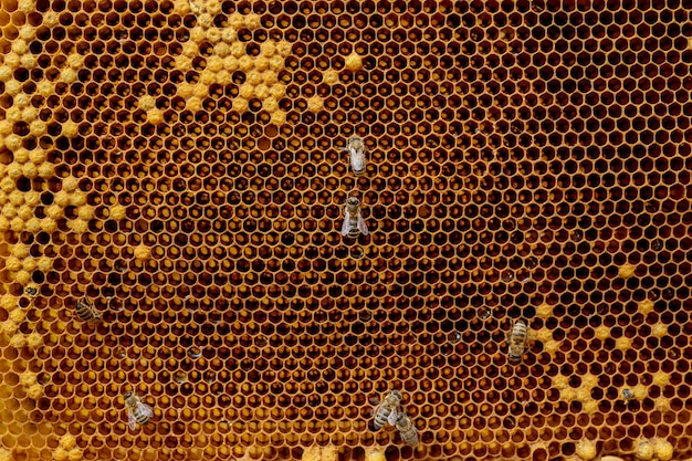 Close-up of bees on honeycomb in apiary