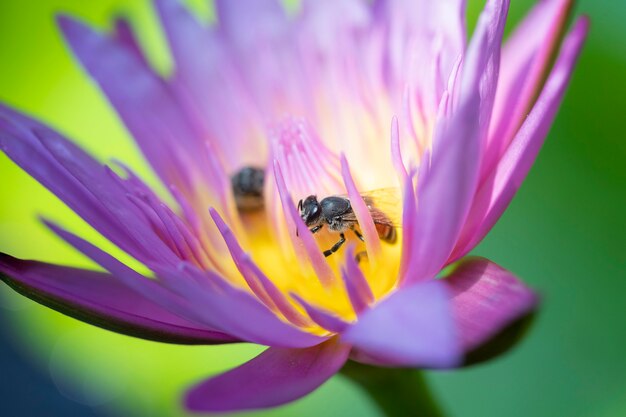 Close up Bees trying to keep nectar pollen from the water lily