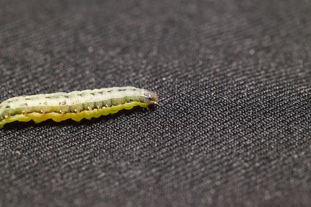 Close up of Beet armyworm on black background