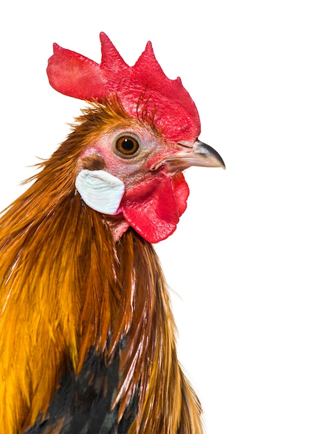 Close up of Belgian rooster against white background