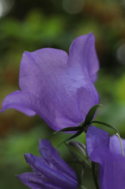 a close up of a bellflower