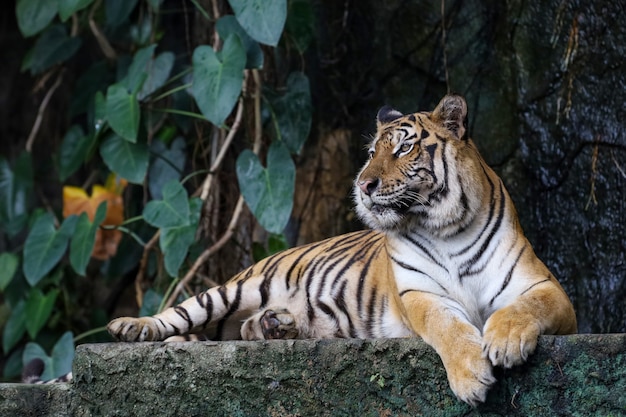 Close up bengal tiger in the forest