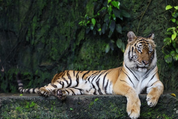 Close up bengal tiger is beautiful animal and dangerous in forest