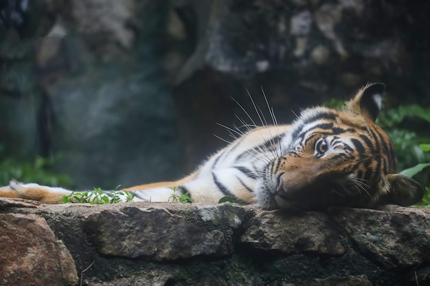 Close up bengal tiger is beautiful animal and dangerous in forest