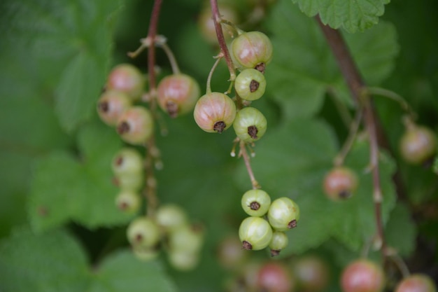 Close-up of berries growing on plant