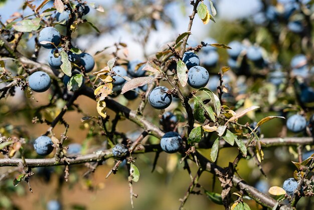 Photo close-up of berries growing on tree