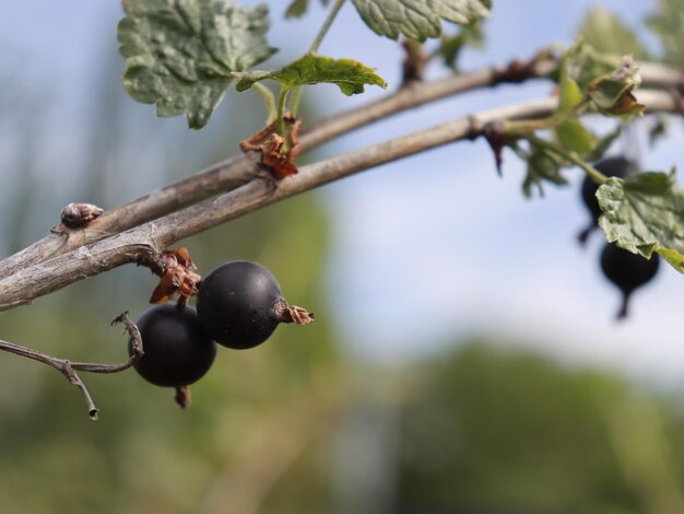 Photo close-up of berries growing on tree