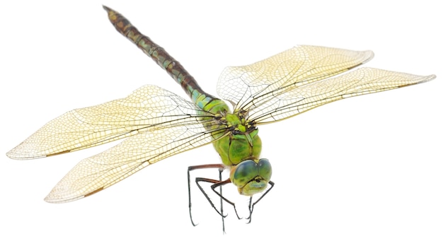 Close up of big green dragonfly isolated