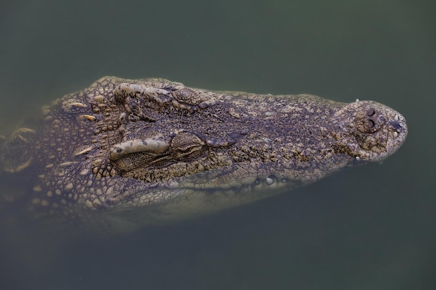 Close up big head crocodile is show head in river