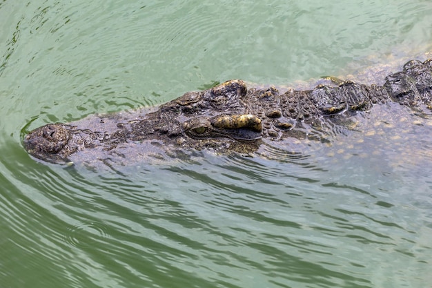 Close up big head crocodile is show head in river