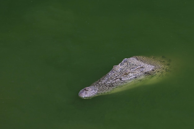 Close up big head crocodile is show head in river