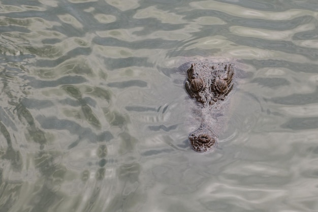 Close up big head crocodile is show head in river