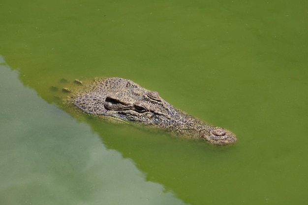 Close up big head crocodile is show head in river