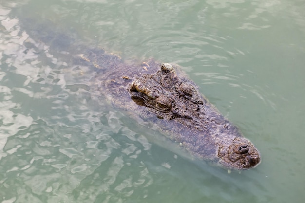 Close up big head crocodile is show head in river