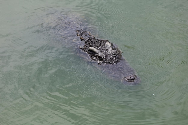 Close up big head crocodile is show head in river