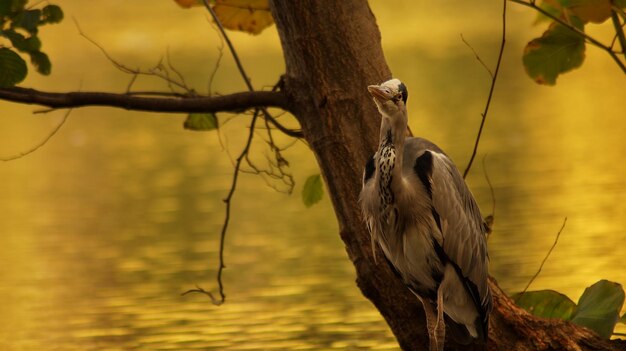 Photo close-up of bird on branch against lake during sunset