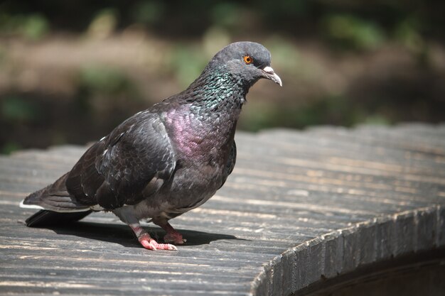 Close-up of a bird dove on a wooden bench in a city park