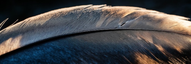 Photo close up of a bird feather texture