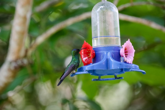 Photo close-up of bird feeder