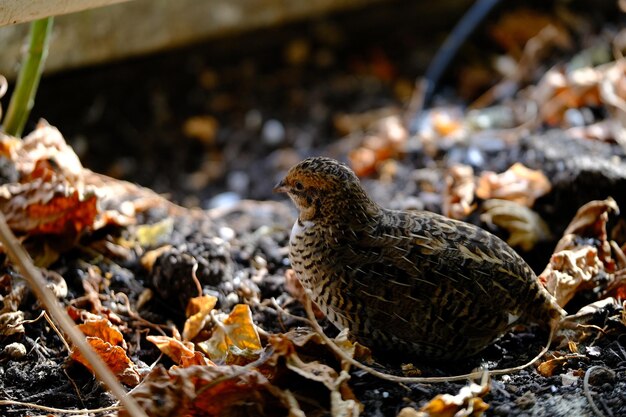 Close-up of a bird on field