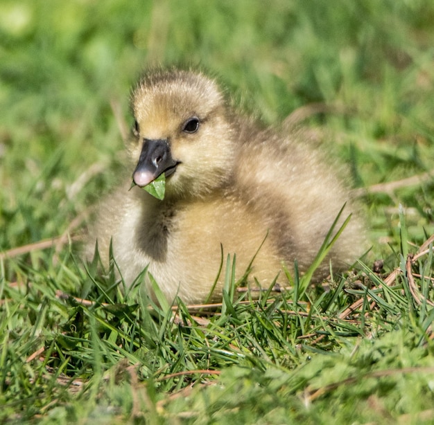 Close-up of a bird on field