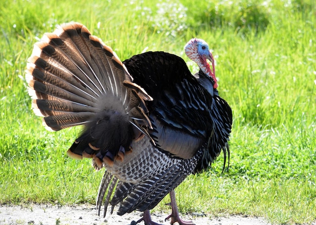 Photo close-up of a bird on field