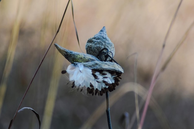 Photo close-up of bird on flower